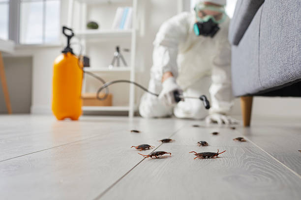 Trusted Termite Control service in New Square, NY - Nex Pest Control
